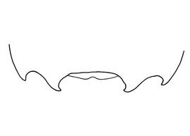   Anthidium rodriguezi  female, diagram showing the dorsal view of the sixth tergite (T6), diagram from Gonzalez and Griswold 2013 
